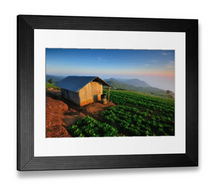 Framed Print : Cabbage farm in Phu Tub Bek, Phetchabun Thailand Framed Print : Cabbage farm in Phu Tub Bek, Phetchabun Thailand