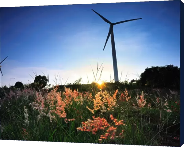 Wind turbines and the flower foreground
