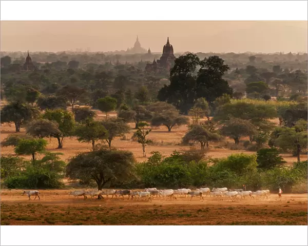 Livestock at Bagan