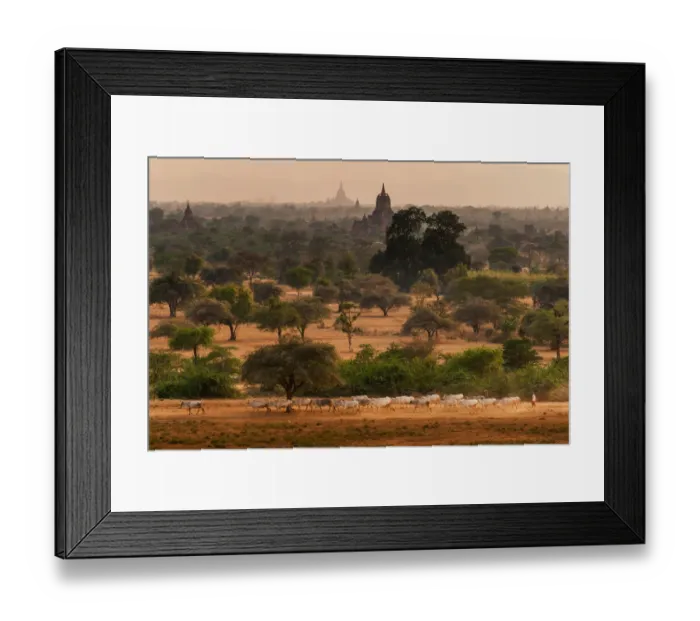 Framed Print : Livestock at Bagan Framed Print : Livestock at Bagan