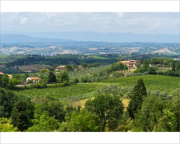 Vineyard in Tuscany, Italy