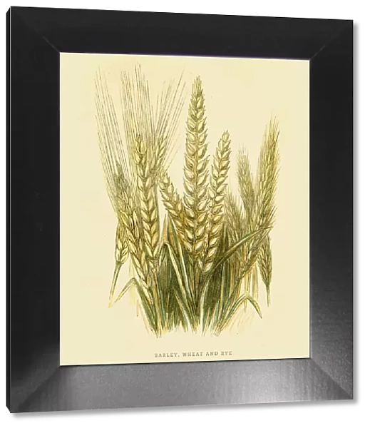 Barley Rye and Wheat illustration 1851