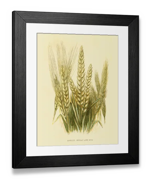 Framed Print : Barley Rye and Wheat illustration 1851 Framed Print : Barley Rye and Wheat illustration 1851