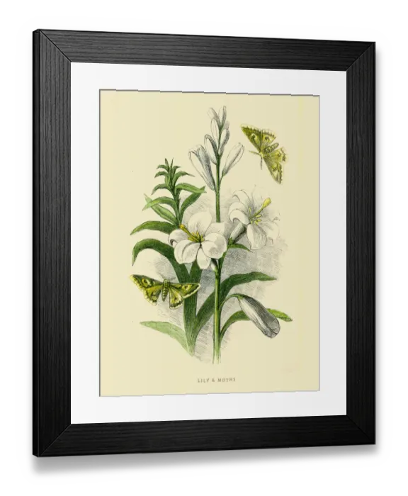 Framed Print : Lily and moths illustration 1851 Framed Print : Lily and moths illustration 1851