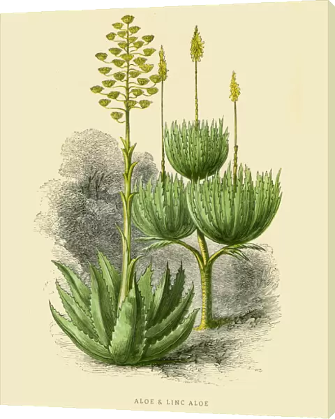 Aloe plant illustration 1851