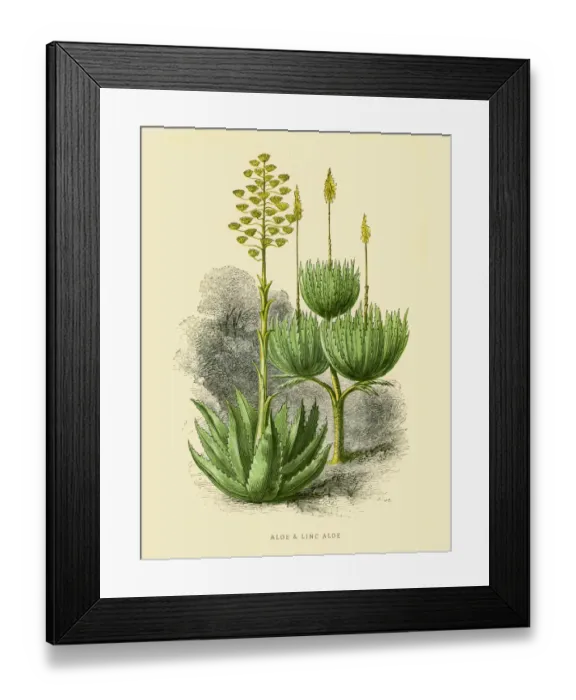 Framed Print : Aloe plant illustration 1851