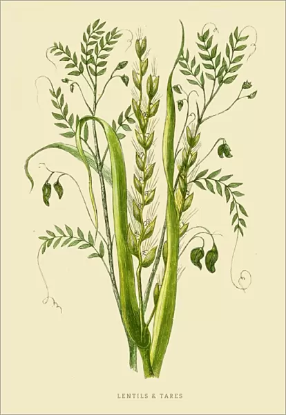 Lentils and Tare illustration 1851
