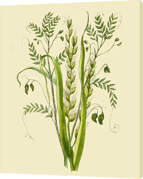 Lentils and Tare illustration 1851