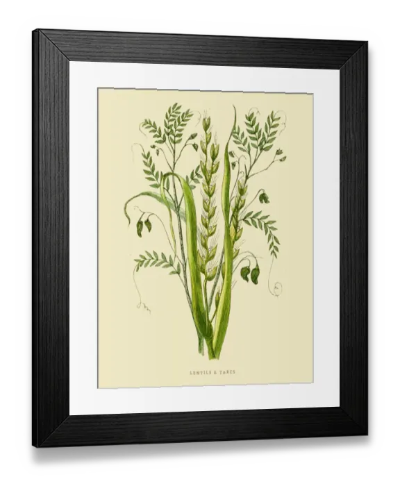 Framed Print : Lentils and Tare illustration 1851 Framed Print : Lentils and Tare illustration 1851