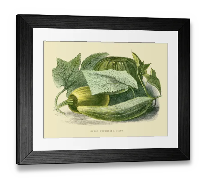 Framed Print : Gourd cucumber melon illustration 1851 Framed Print : Gourd cucumber melon illustration 1851