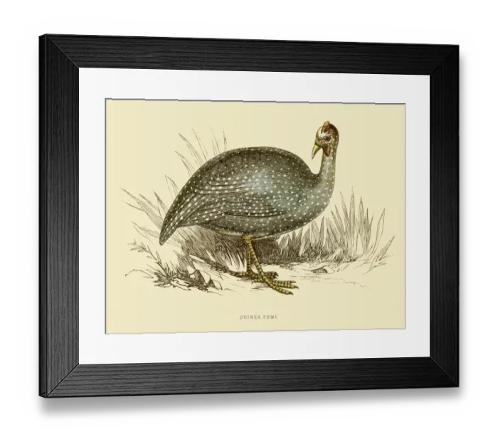 Framed Print : Guinea fowl illustration 1851