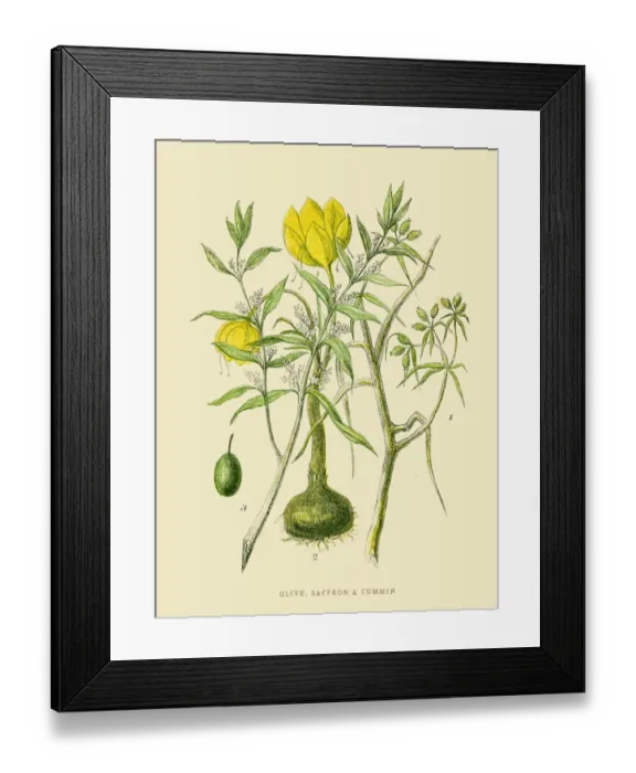 Framed Print : Olive saffron cummin illustration 1851 Framed Print : Olive saffron cummin illustration 1851