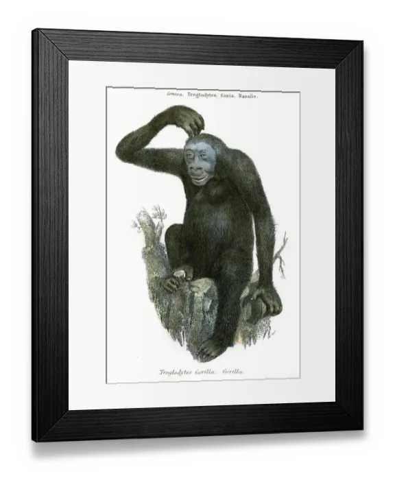 Framed Print : Antique illustration gorilla 1803 Framed Print : Antique illustration gorilla 1803