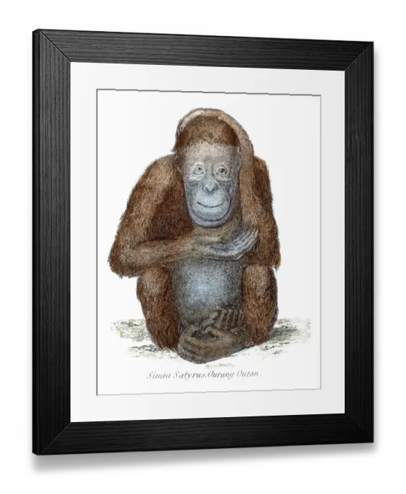 Framed Print : Orangutan illustration 1803 Framed Print : Orangutan illustration 1803