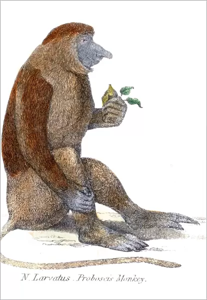 Proboscis monkey illustration 1803