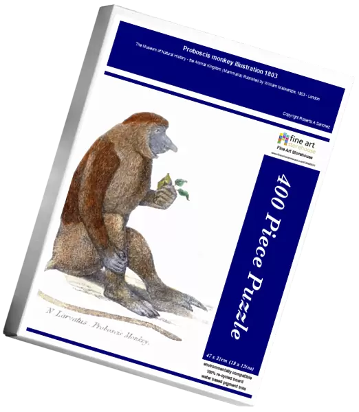 Proboscis monkey illustration 1803