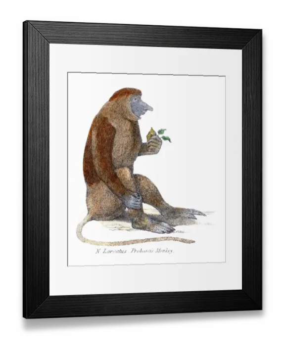 Framed Print : Proboscis monkey illustration 1803