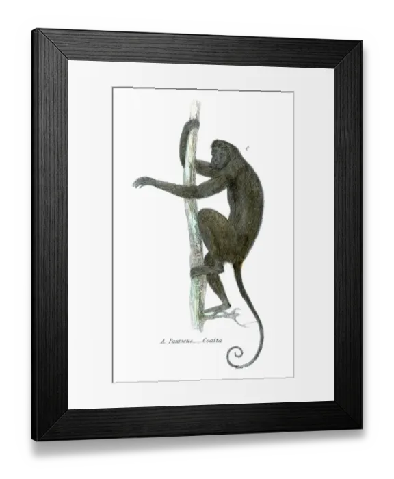 Framed Print : Spider monkey illustration 1803 Framed Print : Spider monkey illustration 1803