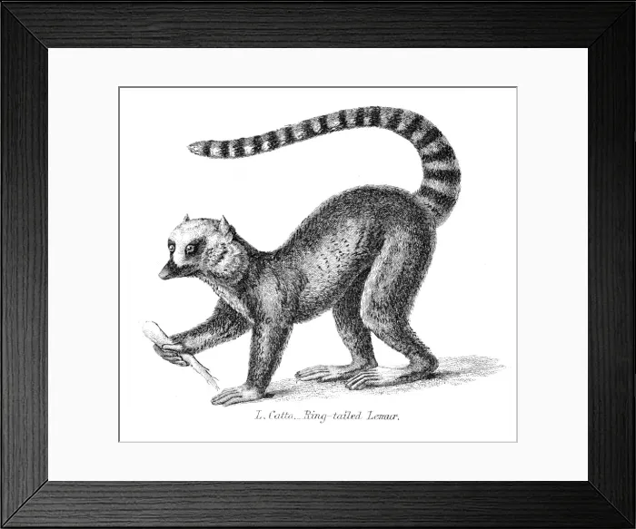 Framed Print : Lemur illsutration 1869 Framed Print : Lemur illsutration 1869