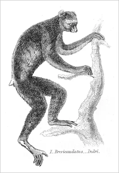 Indri illustration 1869