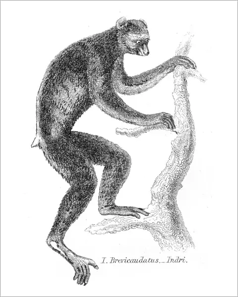 Indri illustration 1869
