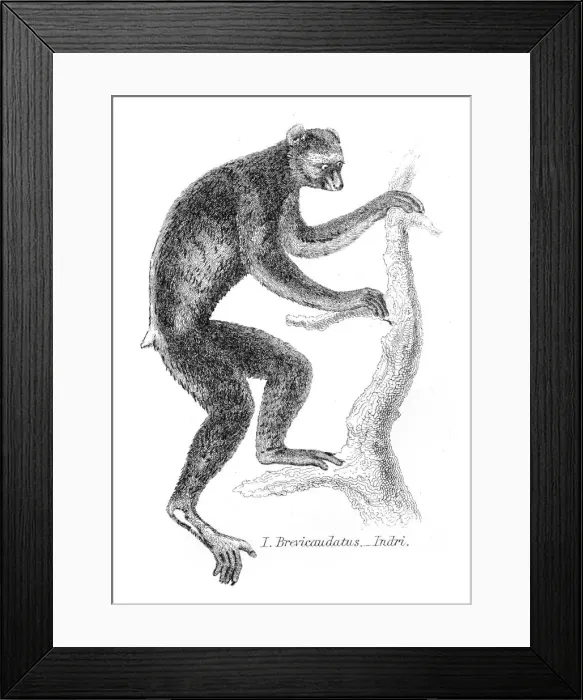 Framed Print : Indri illustration 1869 Framed Print : Indri illustration 1869