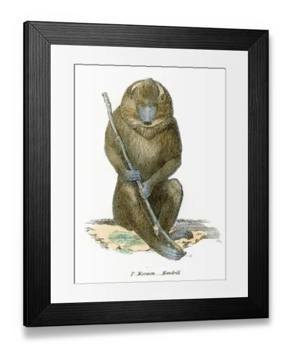 Framed Print : Mandrill illustration 1803 Framed Print : Mandrill illustration 1803