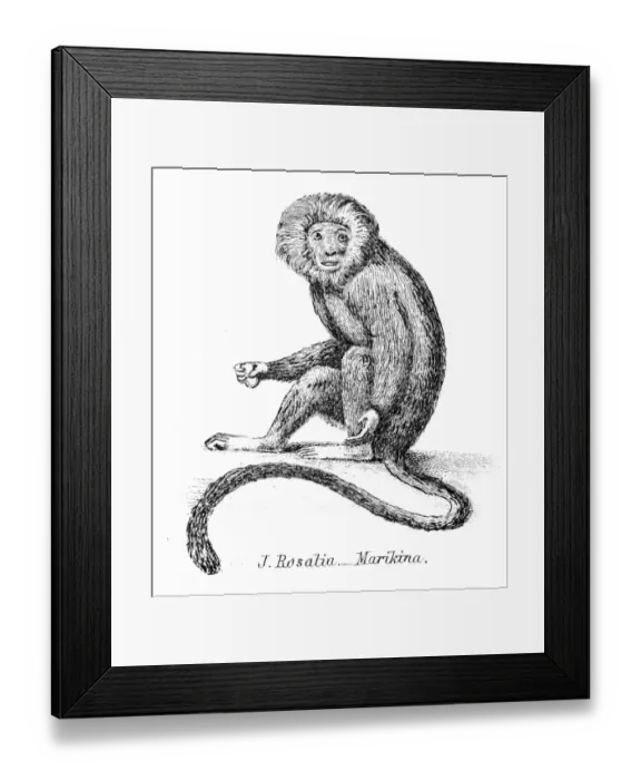 Framed Print : Silky monkey illustration 1803 Framed Print : Silky monkey illustration 1803