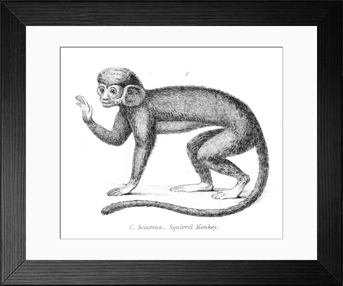 Framed Print : Squirrel monkey illustration 1803 Framed Print : Squirrel monkey illustration 1803