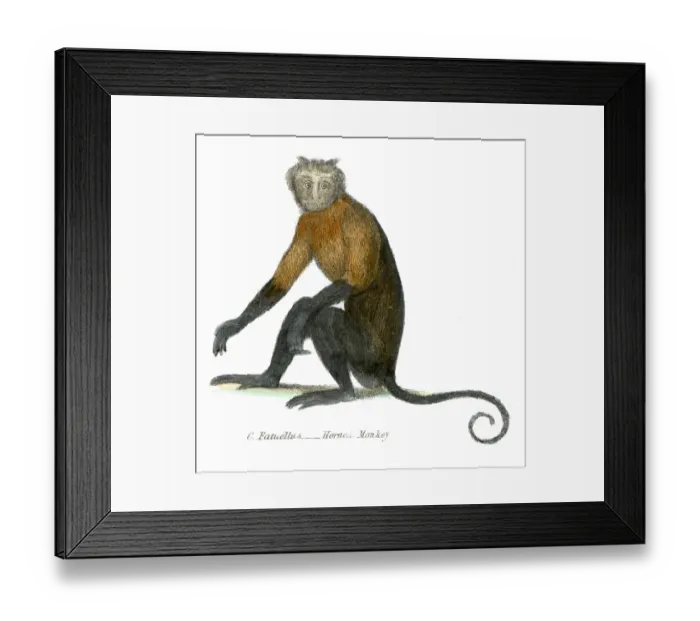 Framed Print : Horned monkey illustration 1803 Framed Print : Horned monkey illustration 1803