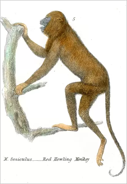 Red howling monkey