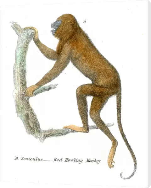 Red howling monkey