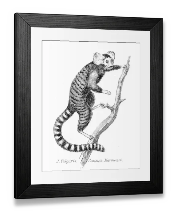Framed Print : Common Marmoset illustration 1803 Framed Print : Common Marmoset illustration 1803