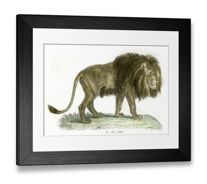 Framed Print : Lion engraving 1803 Framed Print : Lion engraving 1803