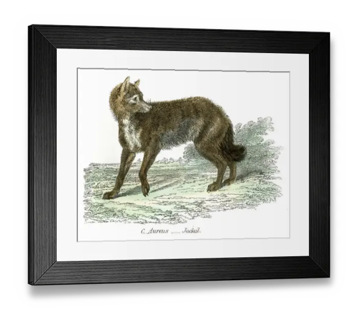 Framed Print : Jackal engraving 1803 Framed Print : Jackal engraving 1803
