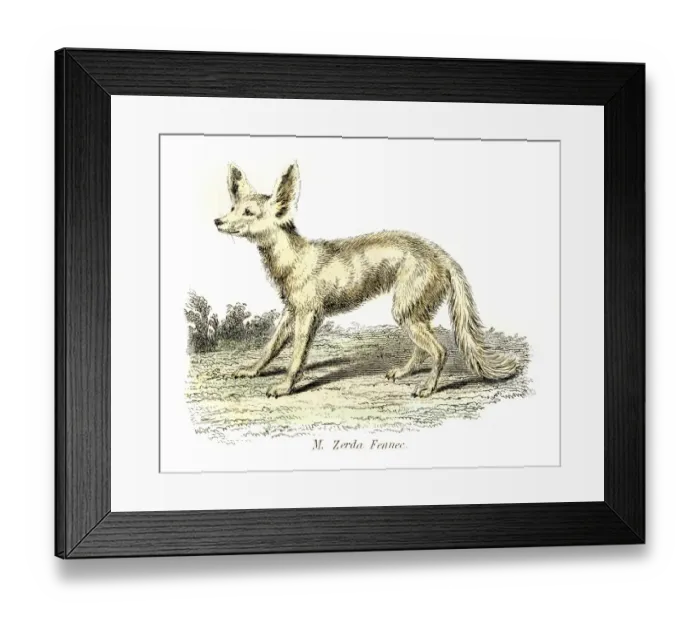 Framed Print : Fennec Desert Fox engraving 1803 Framed Print : Fennec Desert Fox engraving 1803
