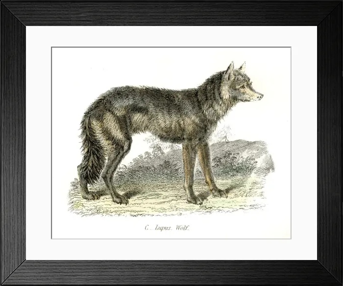 Framed Print : Wolf engraving 1803 Framed Print : Wolf engraving 1803
