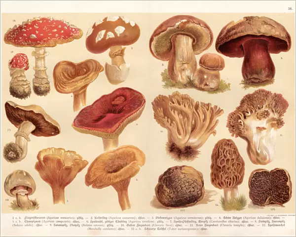 Mushrooms engraving 1888