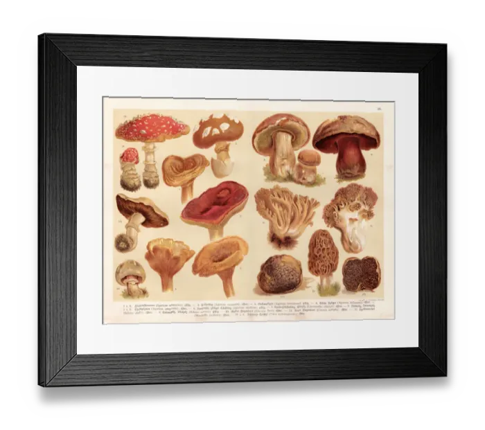 Framed Print : Mushrooms engraving 1888 Framed Print : Mushrooms engraving 1888