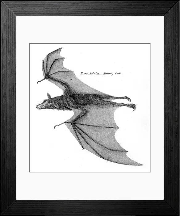 Framed Print : Kalong bat illustration 1803 Framed Print : Kalong bat illustration 1803