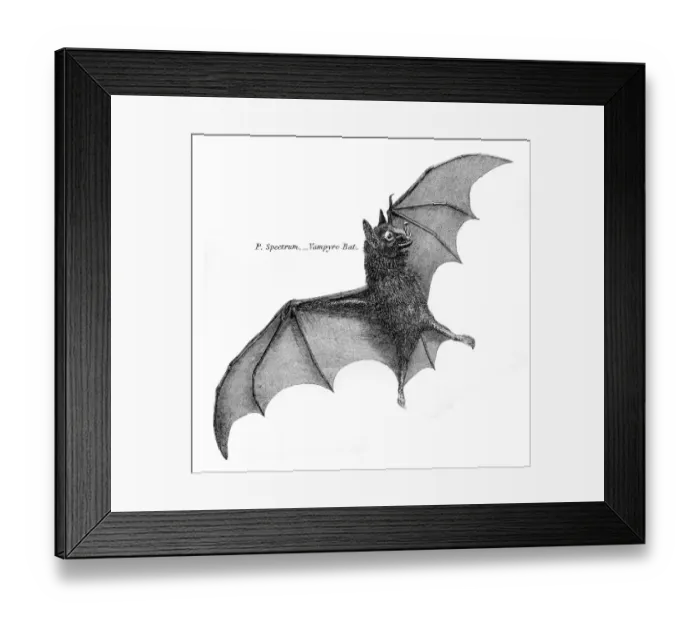 Framed Print : Vampire bat illustration 1803 Framed Print : Vampire bat illustration 1803