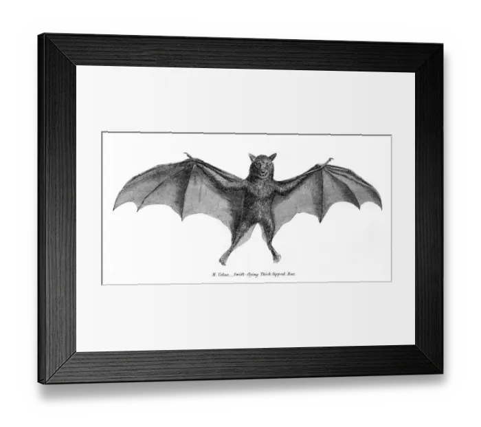 Framed Print : Thick tipped bat illustration 1803 Framed Print : Thick tipped bat illustration 1803