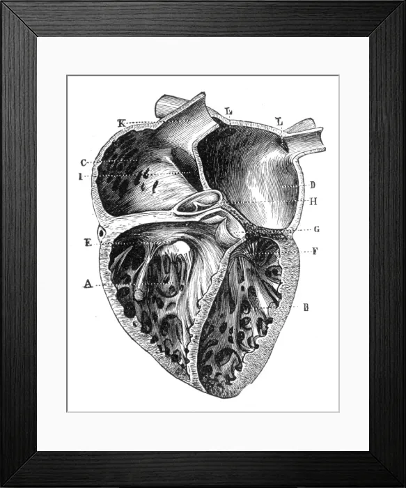 Framed Print : Human Heart Anatomy 1888