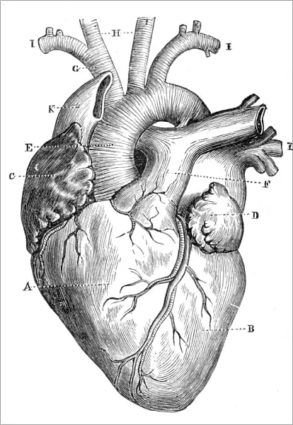 Human Heart Anatomy 1888