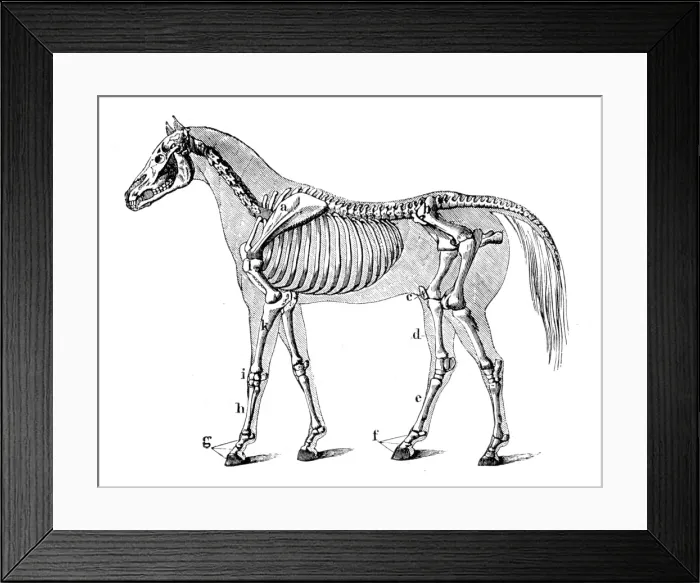 Framed Print : Horse skeleton engraving 1888 Framed Print : Horse skeleton engraving 1888