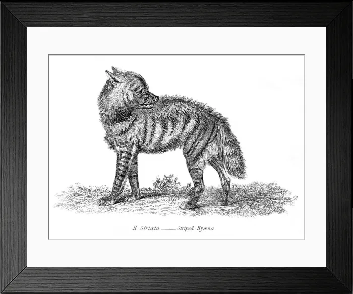 Framed Print : Stripped hyena illustration 1803