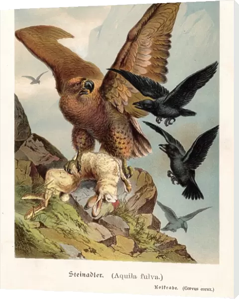 Eagle with hare illustration 1888
