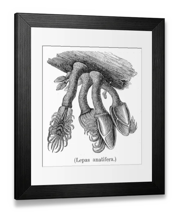 Framed Print : Barnacles engraving 1888 Framed Print : Barnacles engraving 1888