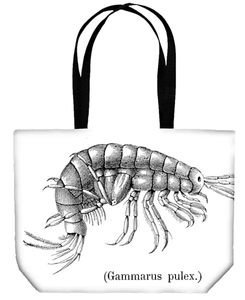 Shrimp crustacean 1888