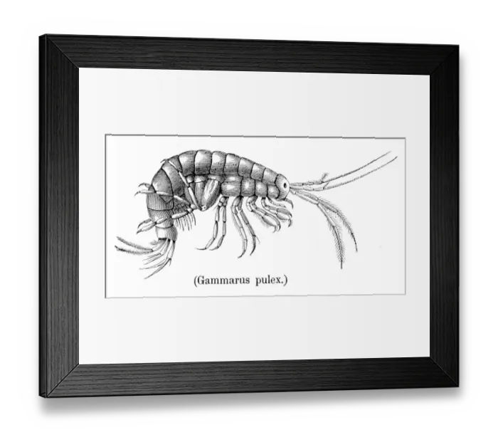Framed Print : Shrimp crustacean 1888 Framed Print : Shrimp crustacean 1888
